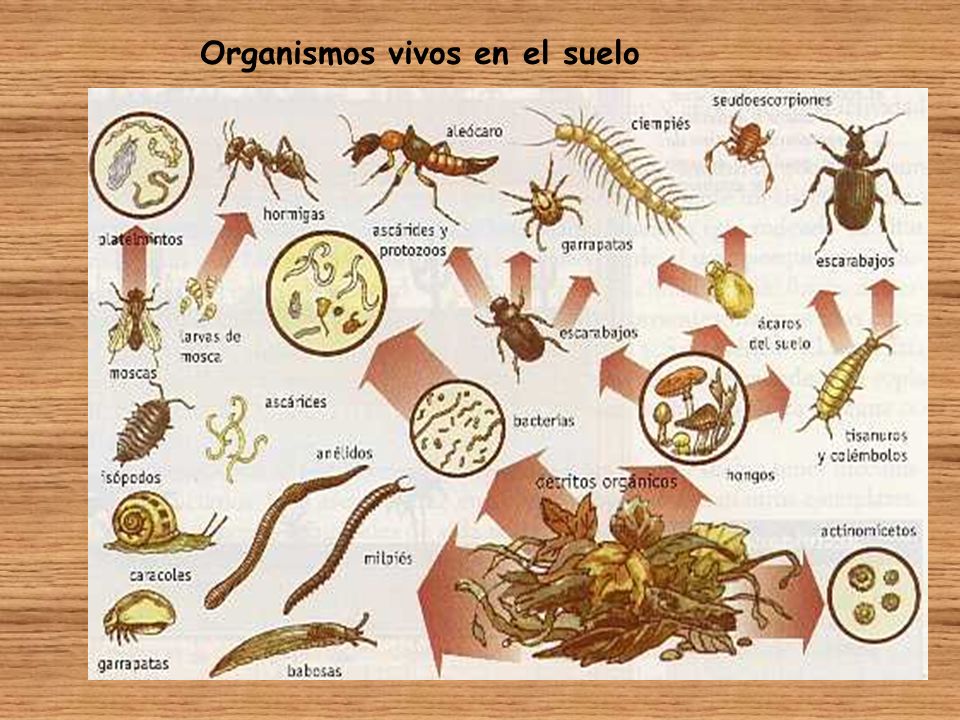 Que organismos hay en el suelo Que organismos hay en el suelo